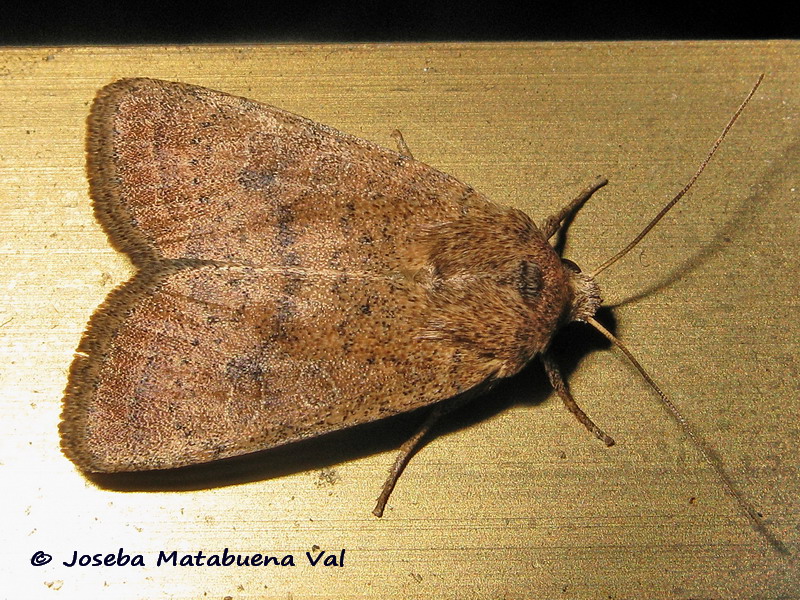 Hoplodrina octogenaria - Noctuidae